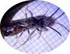 Lasioglossum sp.